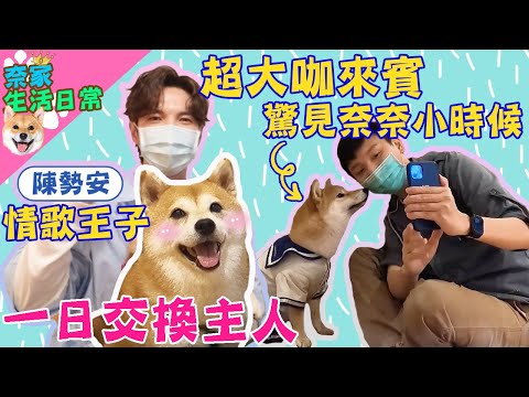 奈奈新主人是情歌王子?!一日交換主人挑戰! ft.陳勢安｜奈家生活日常｜【柴犬Nana(奈奈)和阿楞】