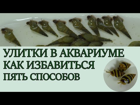 Улитки в аквариуме , как избавиться ? Пять способов .