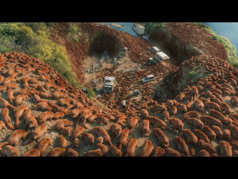 They Released Thousands Of Snake Killers In Japan — 45 Years Later The Result Is Terrifying