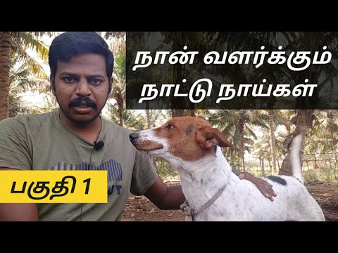 நான் வளர்க்கும் நாட்டு நாய்கள் பகுதி 1