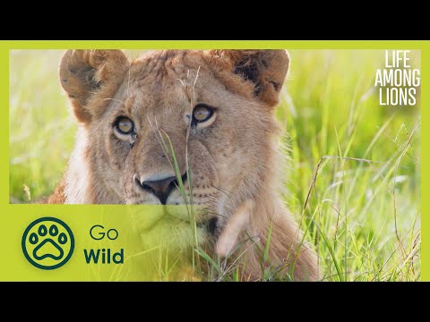 Lion Kings | Life Among Lions 1/3 | Go Wild