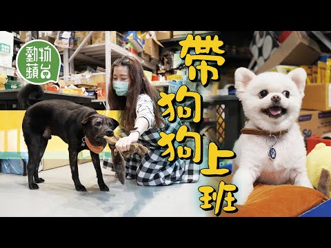 80後愛犬之人為帶愛犬上班辭職開網購平台 賣剩凍肉餵浪浪 開義賣專區為浪浪籌錢：「狗狗壽命只有十多年主人卻有一半時間去了上班」#動物蘋台─果籽 香港 Apple Daily─原刊日期：20210517