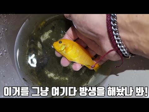 Let's catch and raise the violent tropical fish released in our country!