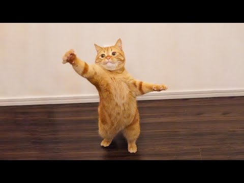 New Funniest Cats Clips 2025😼Try Not To Laugh😜 #19