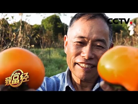 “懒汉”种地有讲究？他种的柿子脆甜汁多、还有新疆哈密瓜的味道！| CCTV「致富经」20201126