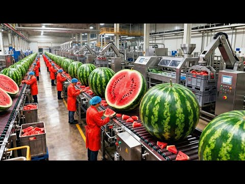 Inside a Modern Watermelon Factory 🔥 From Watermelon to Delicious Juice (Full Process)