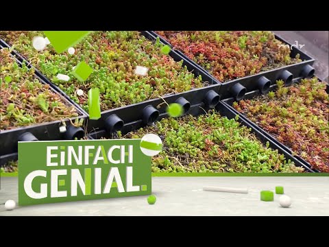 Einfach Blumen aufs Schrägdach! | Einfach genial | MDR