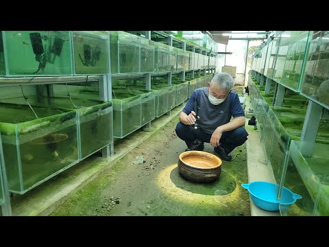 40년 구피장인이 일본 천연기념물 번식성공 했다길래 가봤더니...ㄷㄷ