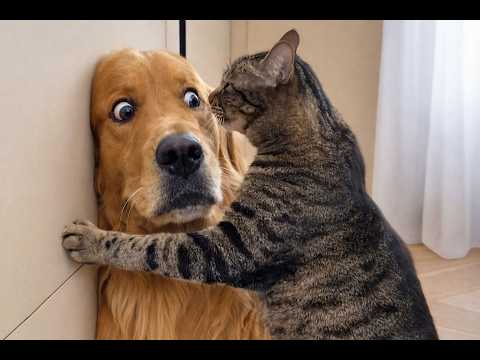 Best Funni Dogs and Cats Ever 🐱🐶😂 Try Not To Laugh Challenge