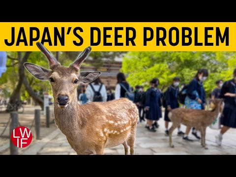 Japan's Deer Problem