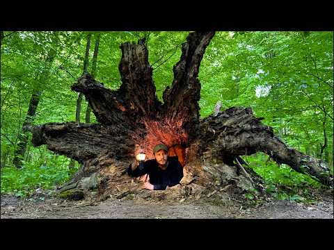 Building a Secret Dugout Inside a Hollow Tree | Building the Most Hidden Bushcraft Shelter
