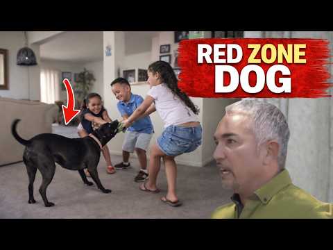 This ‘Aggressive’ Dog Changed Instantly… But Not Because of Training | Cesar 911
