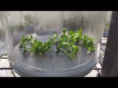 Nutrient medium for growing Phalaenopsis orchids.