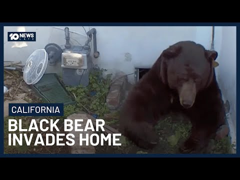 Black Bear Moves Into California Man’s House And Refuses To Leave | 10 News