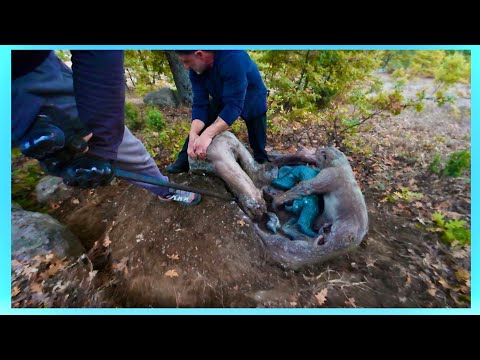 Come with Courage, Remember Every Gold Demands a Price...