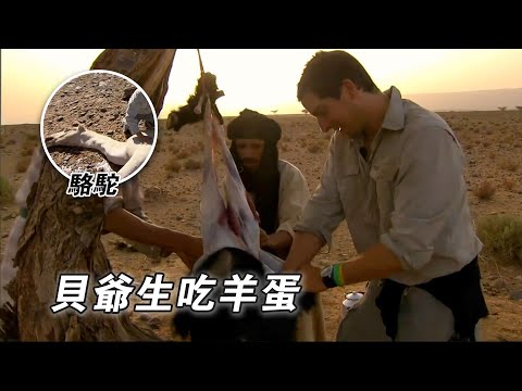 貝爺撒哈拉沙漠挑戰荒野求生，生吃羊蛋碳烤駱駝肉，蠍子刺生採摘椰果，自製荒野奶茶，翻山越嶺穿越沙漠！紀錄片