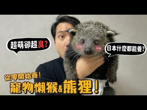 【從零開始養】寵物懶猴&熊狸!懶猴超萌卻超毒?日本什麼都能養?熊狸、嬰猴、白面僧面猴、粗尾嬰猴!日本大神七種特寵介紹!【許伯簡芝】【許伯簡芝】