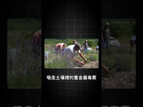 跟向日葵一樣能吸重金屬的薰衣草？