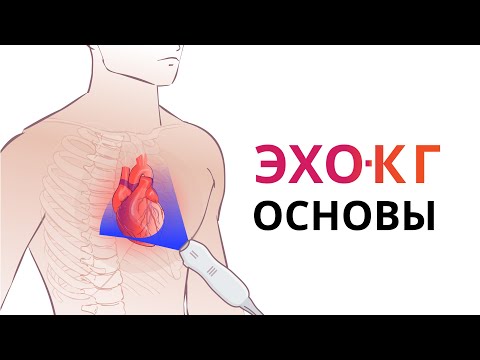 ЭХО-КГ. Основы УЗИ сердца. Подготовка и основные доступы: парастернальный, субкостальный, апикальный