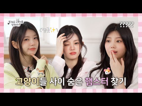 Find the hamster hidden among the cats🔎 l ILLIT (아일릿) Find the Billyeoon Goyangi