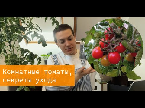 Комнатные томаты, выращивание в горшке секреты ухода