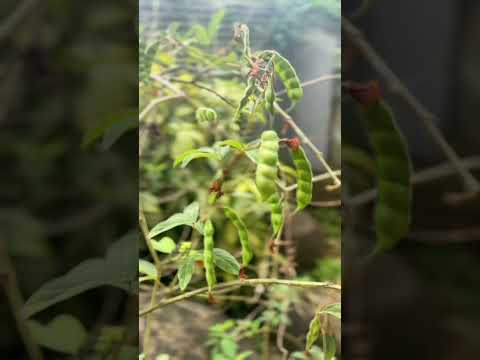 My Garden! Panama 🇵🇦