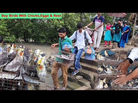 Bought Many Birds With Chicks And Eggs / Bahat Sare Birds Le Aya Anda And Bachcha Ke Sath.
