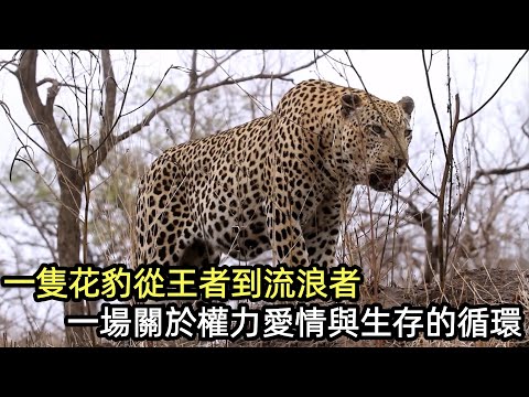 一隻花豹從王者到流浪者，一場關於權力、愛情與生存的循環#野生動物零距離 #花豹#黑斑羚#跳羚#疣豬#鬣狗#豪豬