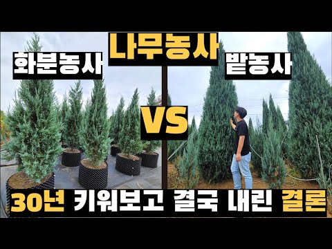 Potted Trees vs. Fields: My Final Verdict After 30 Years of Growing