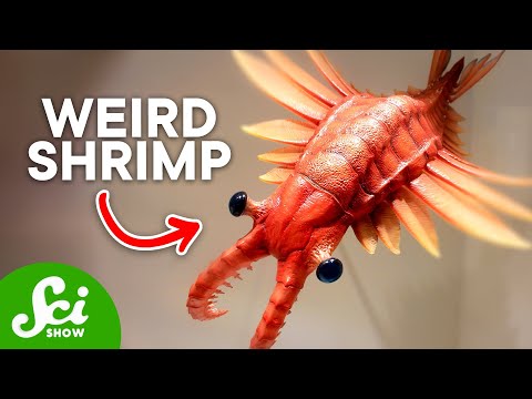 The Top 10 Weirdest Prehistoric Creatures