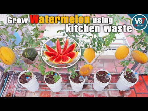 New Experiment Growing Watermelons in Containers Using Kitchen Waste