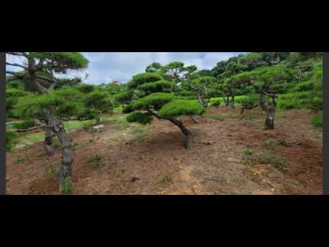 소나무판매01058634005 에메랄드그린판매 애매랄드골드판매