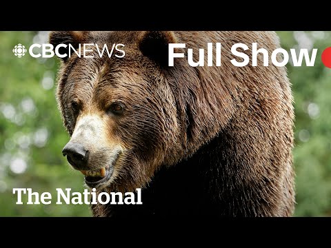 CBC News: The National | Grizzly bear attacks B.C. students