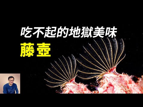 既是座頭鯨之友，又是地獄美味，還能閹割螃蟹，藤壺家族果然變態！【老肉雜談】#動物 #海洋生物 #海鮮 #藤壺 #barnacle