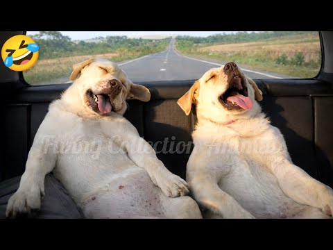 Funniest Pets of 2026🤣 The Best Funny Cats and Dogs 🐈🐕