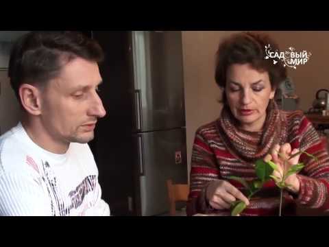 Как привить комнатный лимон и любые цитрусовые  Мастер класс Сергея Маринкова