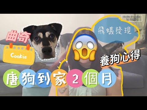【2022狗狗Vlog🐕】唐狗🍪曲奇被領養到人類家中2個月習慣嗎？竟然有護食？！公開愉景灣養狗真實感受！（💥超突發！狗狗成為家中飛蟻的最初發現者！）