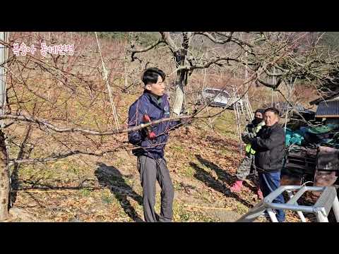 [복숭아] 복숭아 동계 전정