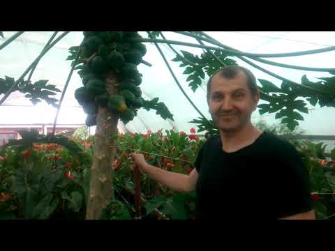 Крупноплодный ананас, подрезка папайи, инжир.