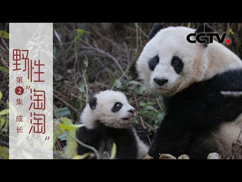 《野性“淘淘”》第二集 成长 | CCTV纪录
