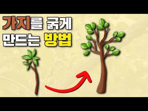가지가 굵어지지 않는다고요? 원리를 알면 굵게 만들수 있습니다. ㅣ 도장시키는 방법 ㅣ 주지 굵히는 방법 ㅣ 나무 수형 잡는 방법