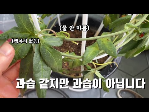 과습과 비슷하지만 다른 과영양, 구별하는 법과 치료 하는 법