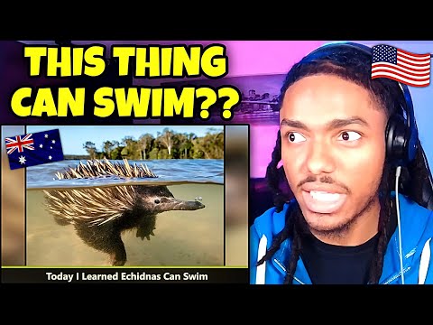 AMERICAN REACTS to 20 Photos ONLY in Australia