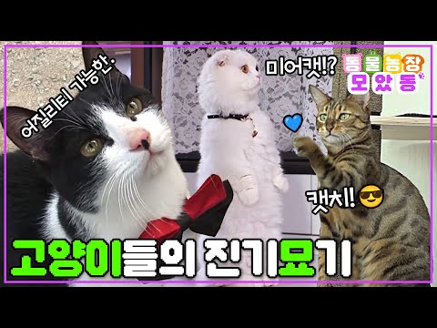 [#모았동물농장] 너네 재능 있어. 계속해! 너무 기특해~🤩 언제 봐도 신기방기한 천재 고양이들의 개인기 자랑 𝓣𝓲𝓶𝓮~👏👏👏 #TV동물농장 #AnimalFarm #SBSstory