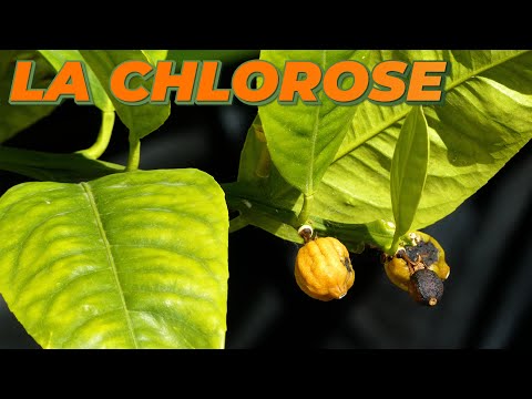 TRAITER LA CHLOROSE SUR LES CITRONNIERS - Que Faire Dans Mon Jardin ?