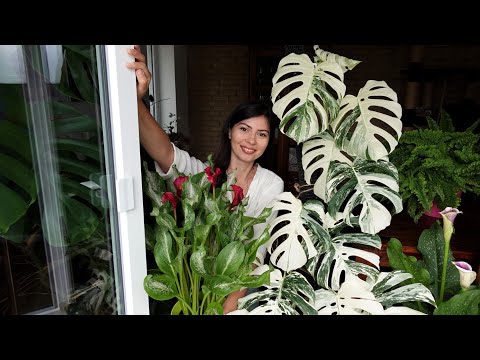 Монстера вариегатная в цветущих Каллах 🌺🌱Пересадка и результат через два месяца