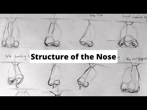 How to draw noses- understanding the structure of the nose