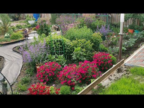 Обзор сада и огорода на 1 июля