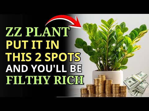 Want Wealth Place Your ZZ Plant In These 2 Powerful Locations And Watch Wealth Pour Into Your Home