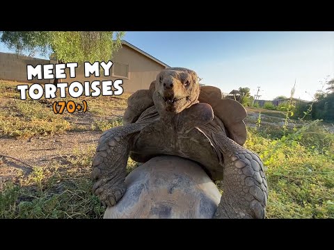 Meet My Tortoises! (Feeding, Enclosures, and More) - Daily Routine